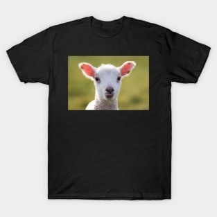 Cheeky Lamb T-Shirt